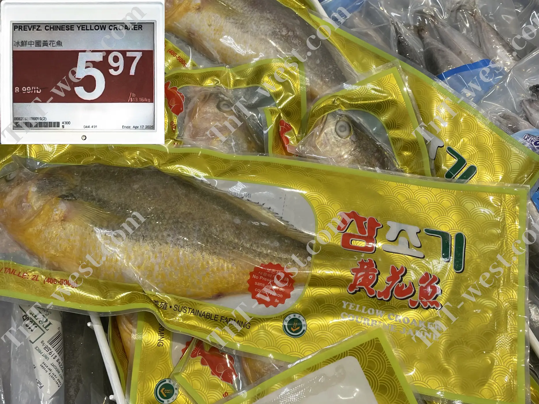 Yellow Croaker