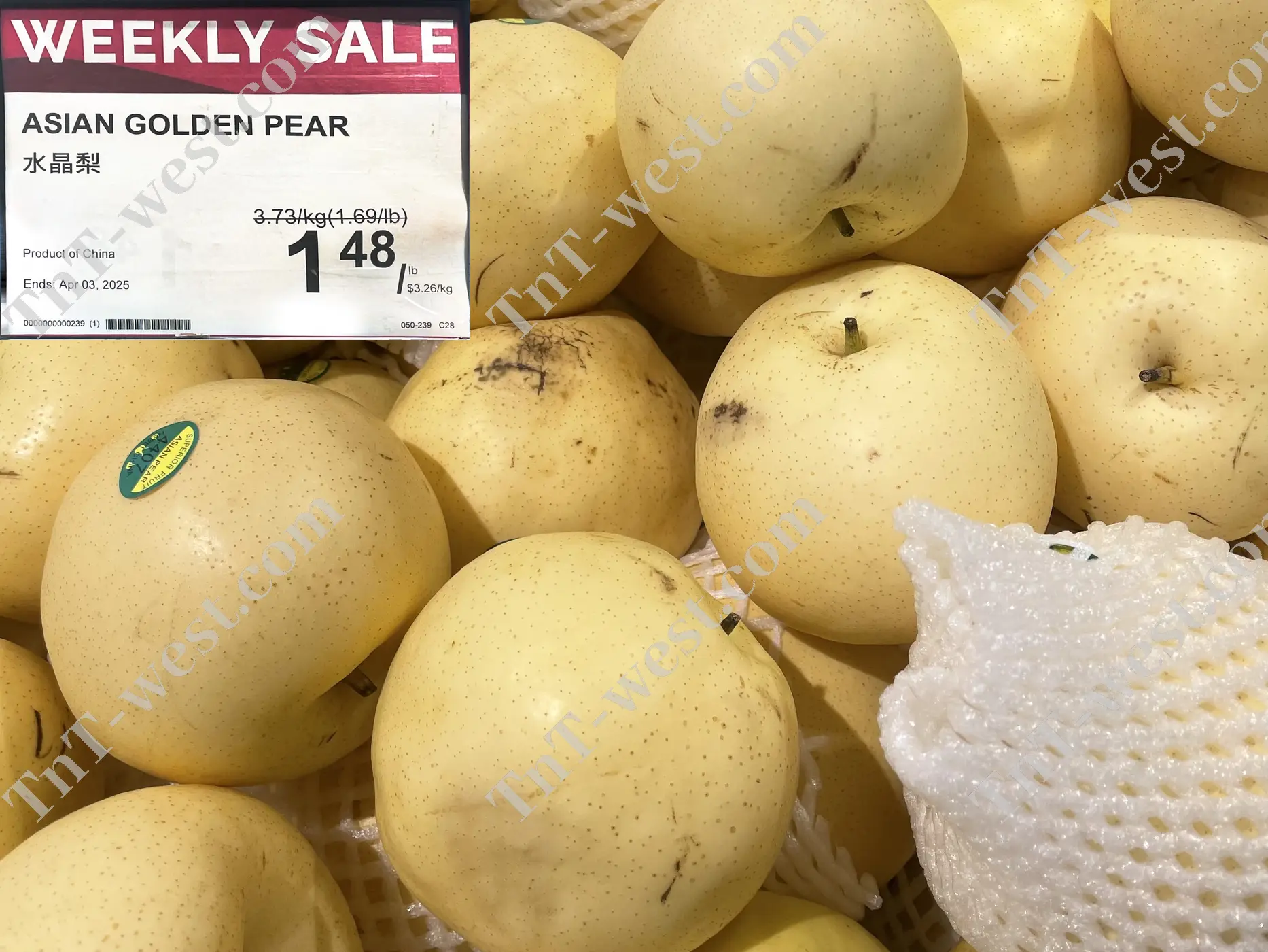Asian Golden Pear