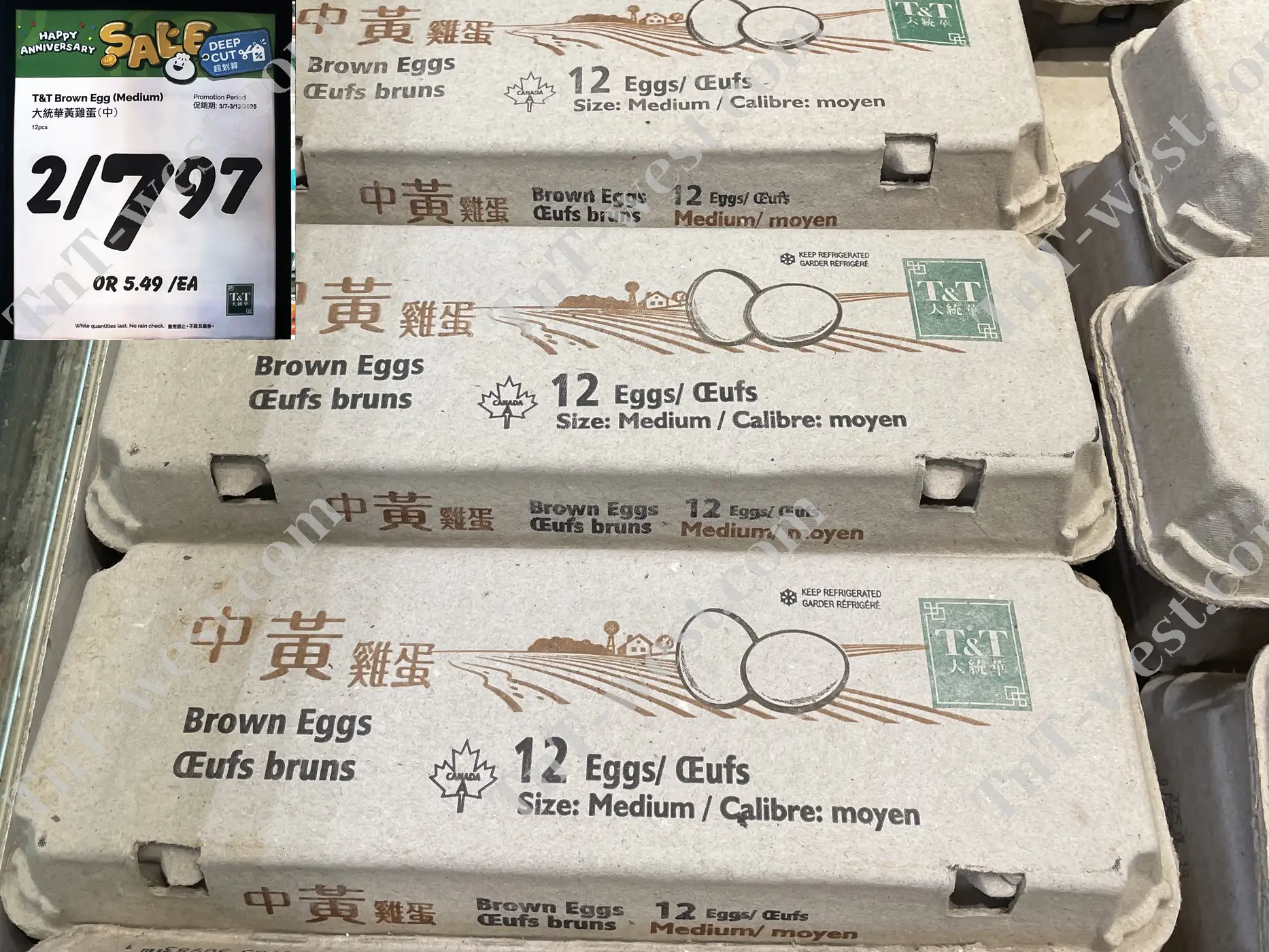 Brown Egg Medium