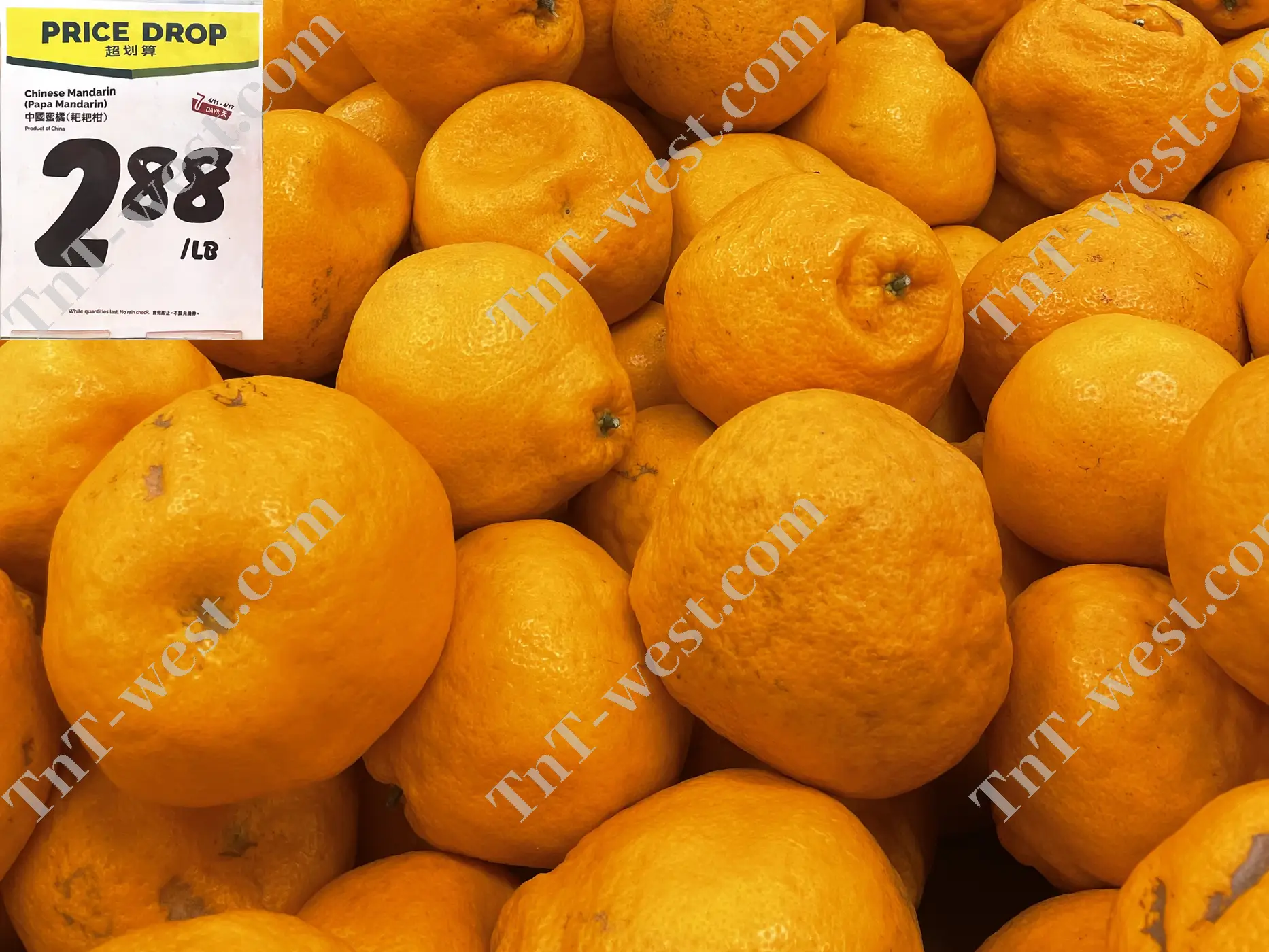 Chinese Papa Mandarin