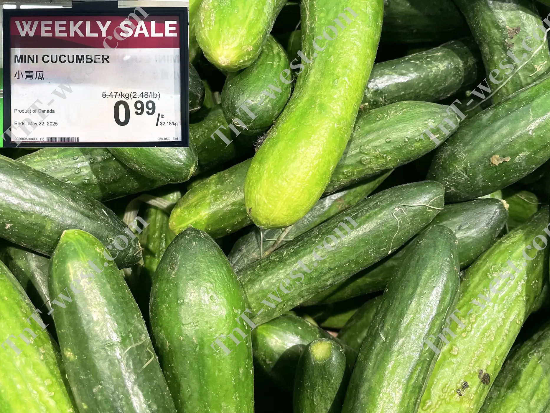 Mini Cucumber
